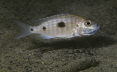 Copadichromis trewavasae 'Makonde'